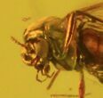 Detailed Fossil Fly (Diptera) & Oak Flower In Baltic Amber #50604-4